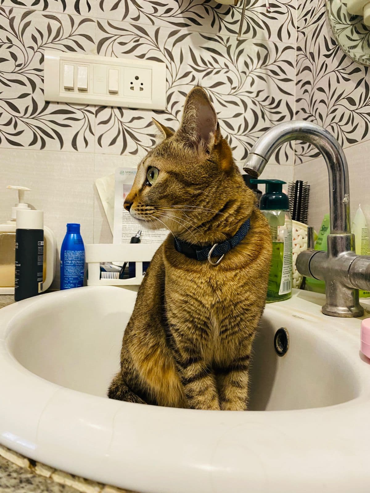 Millie (Cat) at Sitting