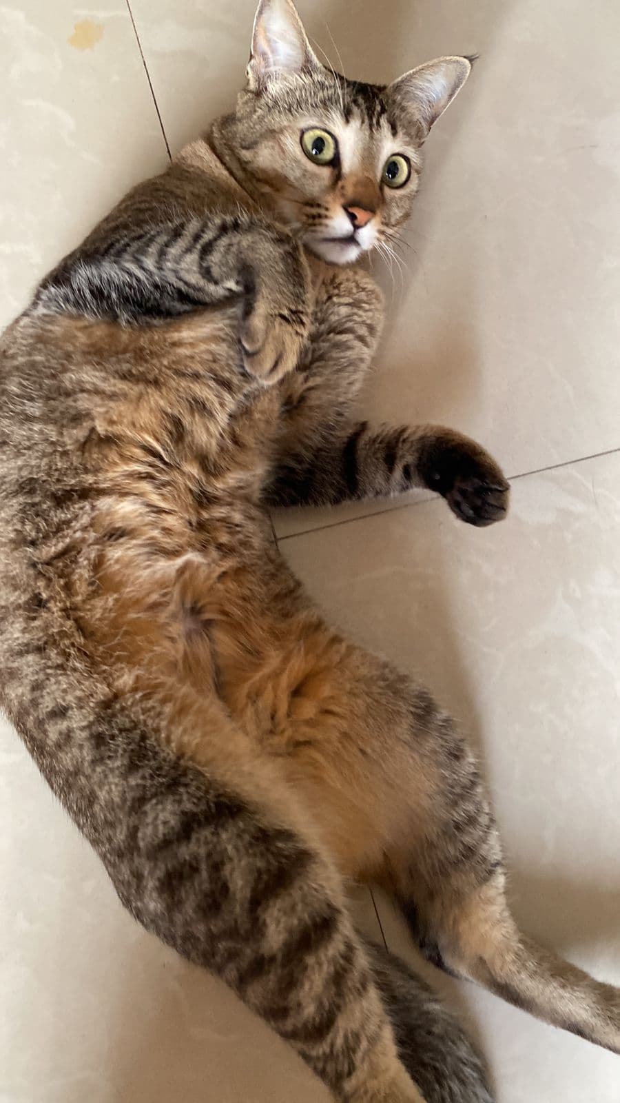 Millie (Cat) at Sitting