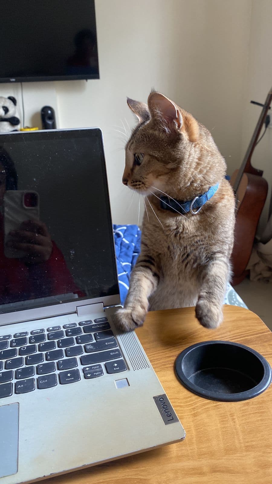 Millie (Cat) at Sitting