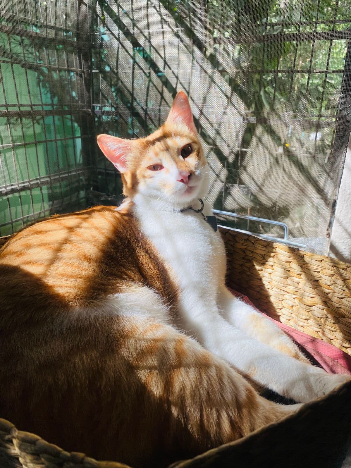 2 Indoor Cats at Sitting