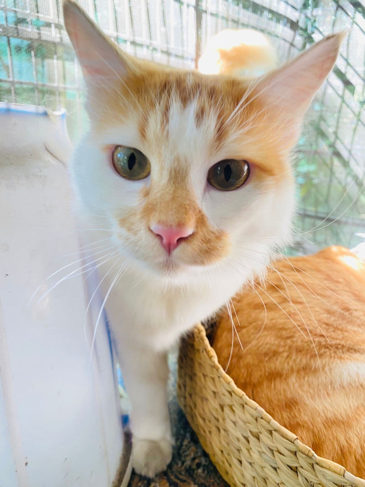 2 Indoor Cats at Sitting