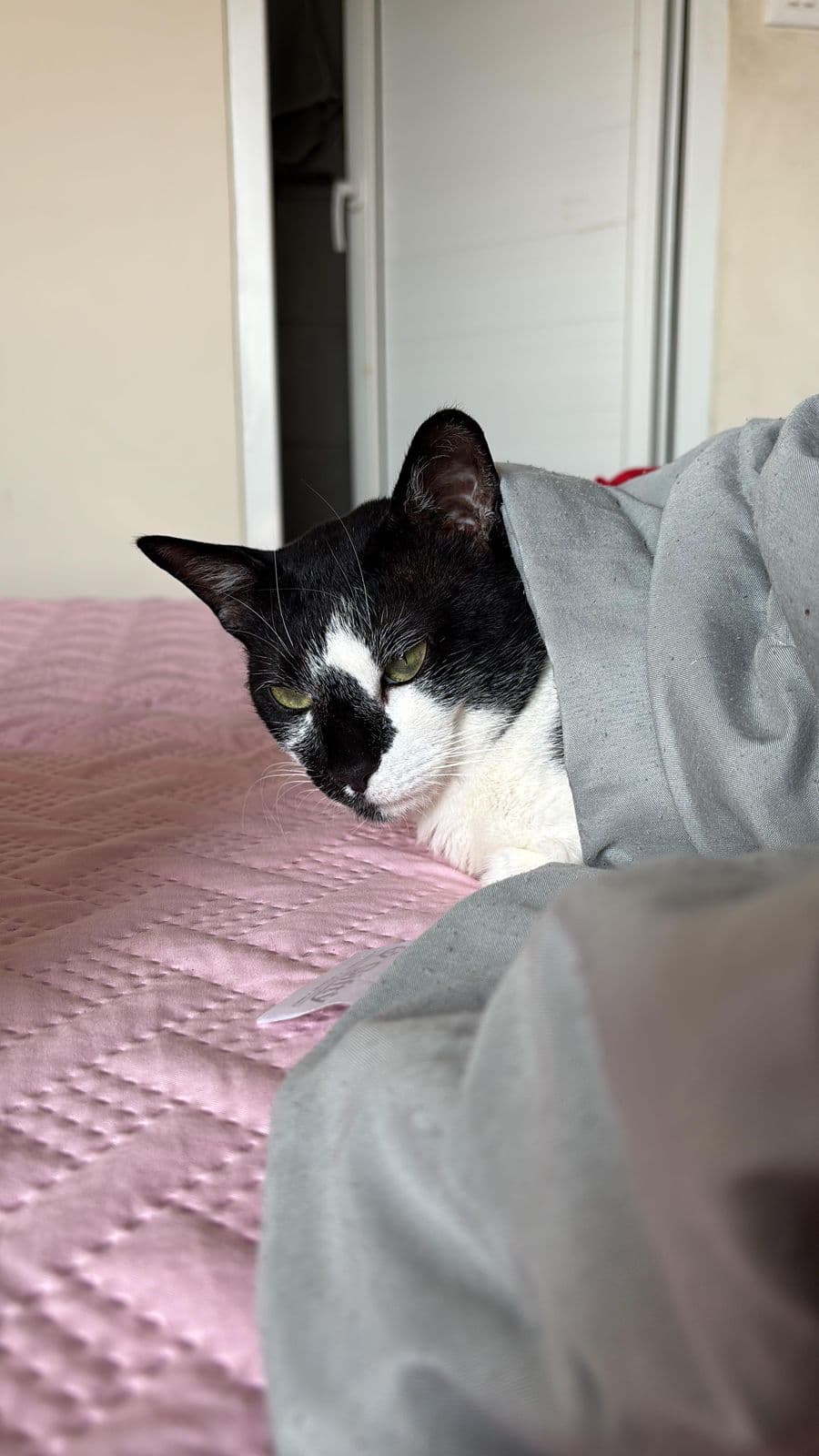 Benji & Daffy (Cats) at Sitting