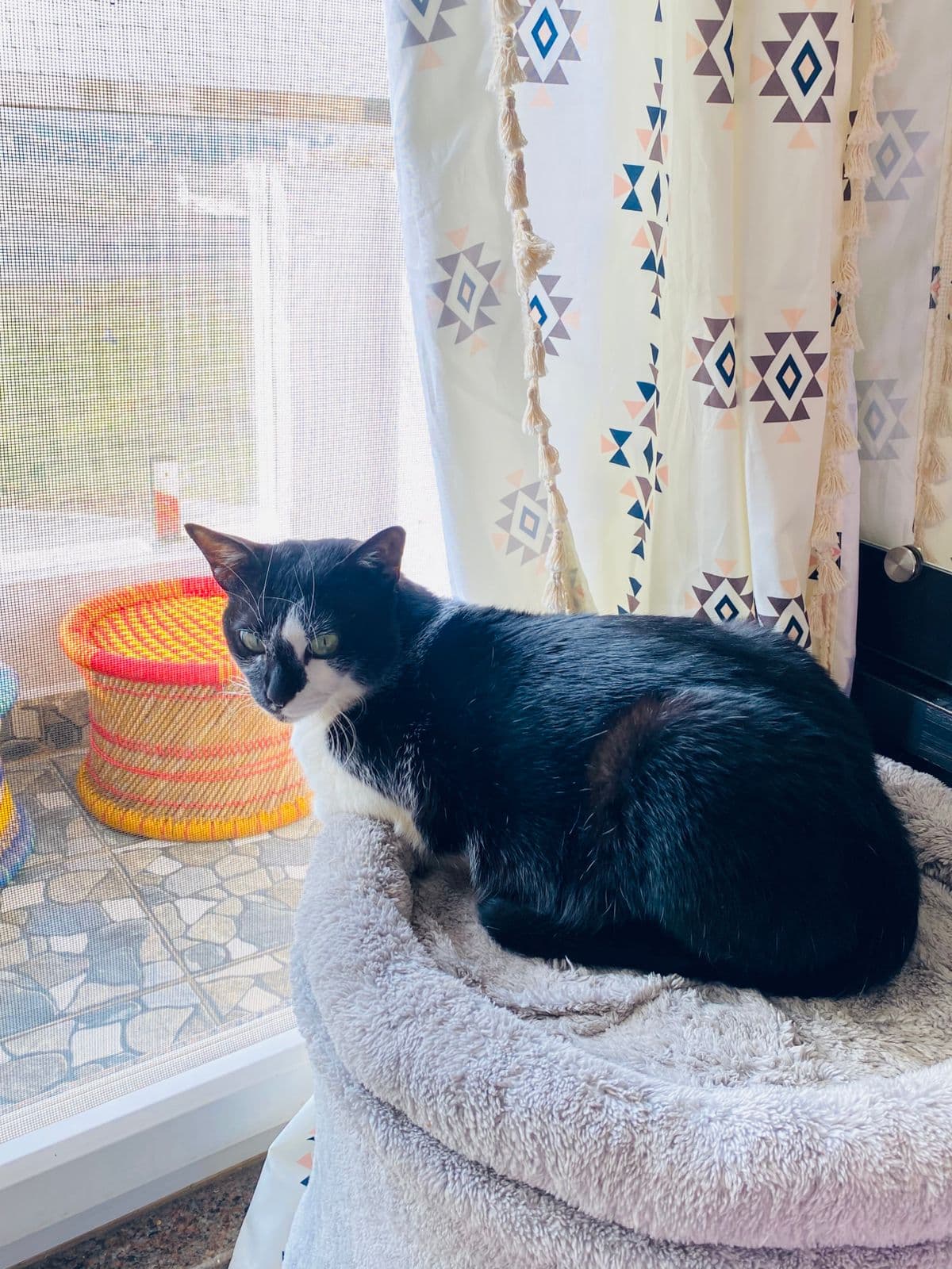 Benji & Daffy (Cats) at Sitting