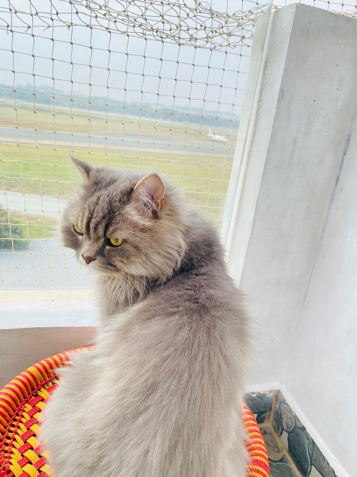 Benji & Daffy (Cats) at Sitting