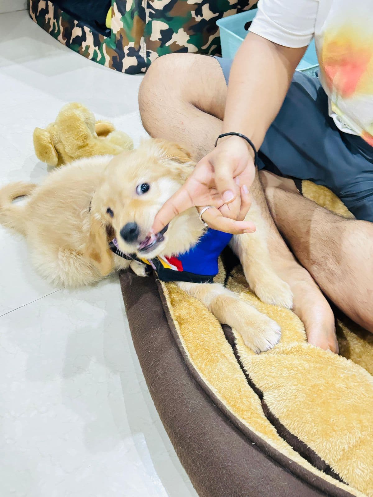 Mishti (Golden Retriever) at Sitting
