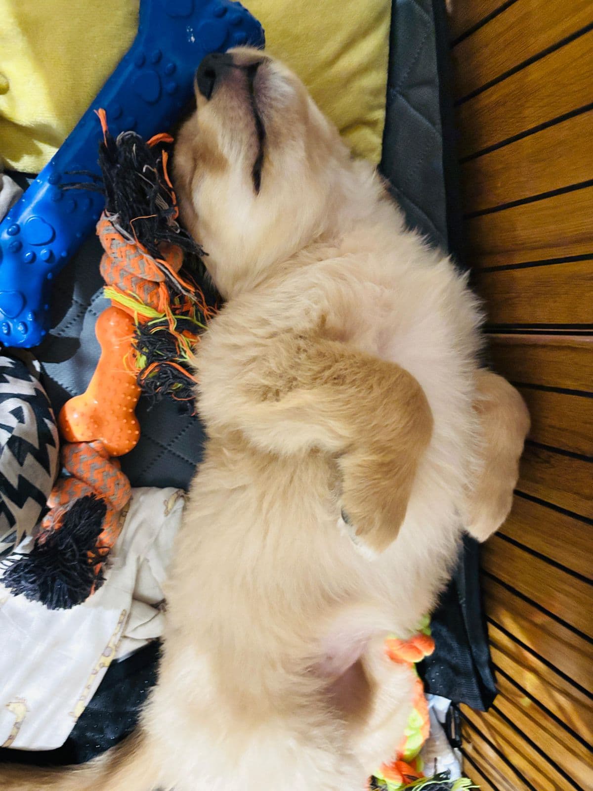 Mishti (Golden Retriever) at Sitting
