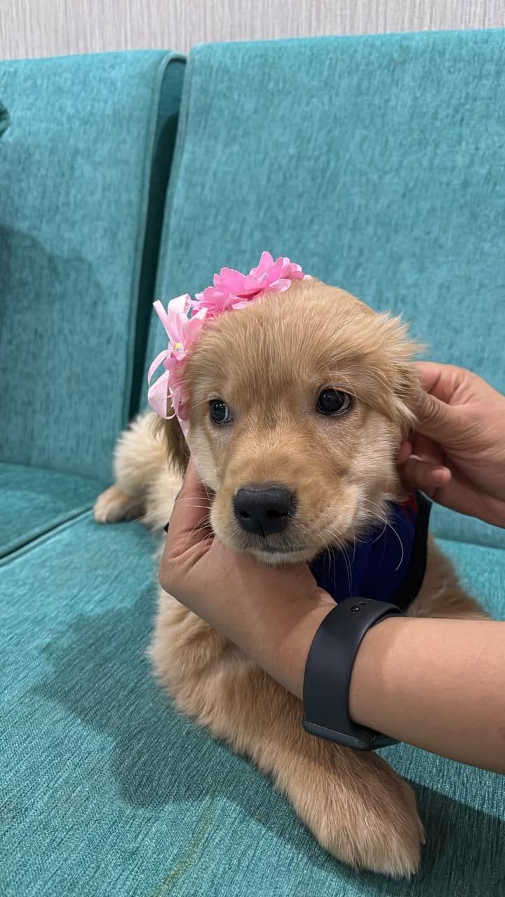 Mishti (Golden Retriever) at Sitting