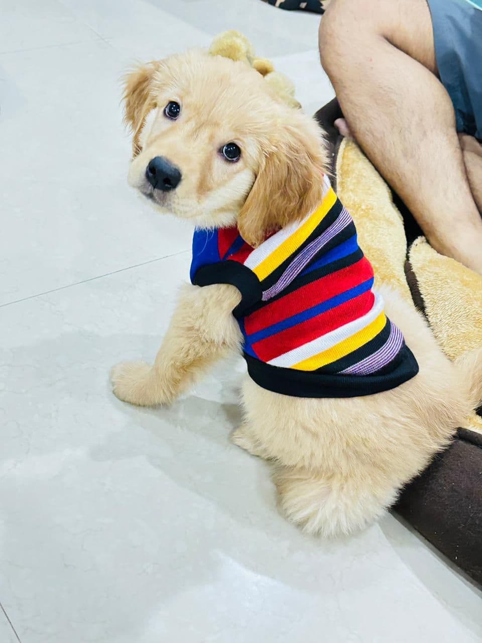 Mishti (Golden Retriever) at Sitting