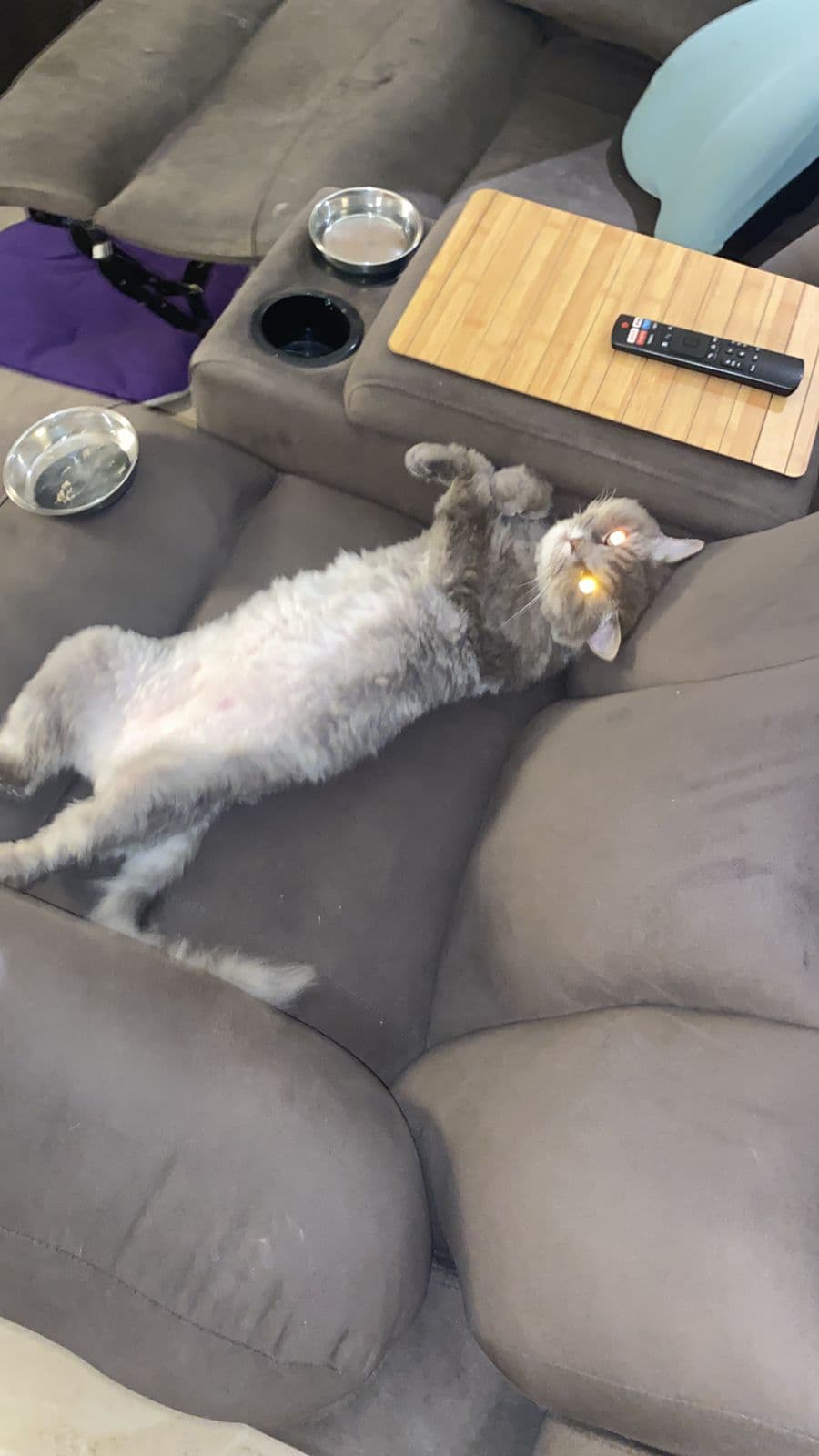 Benji & Daffy (Cats) at Sitting