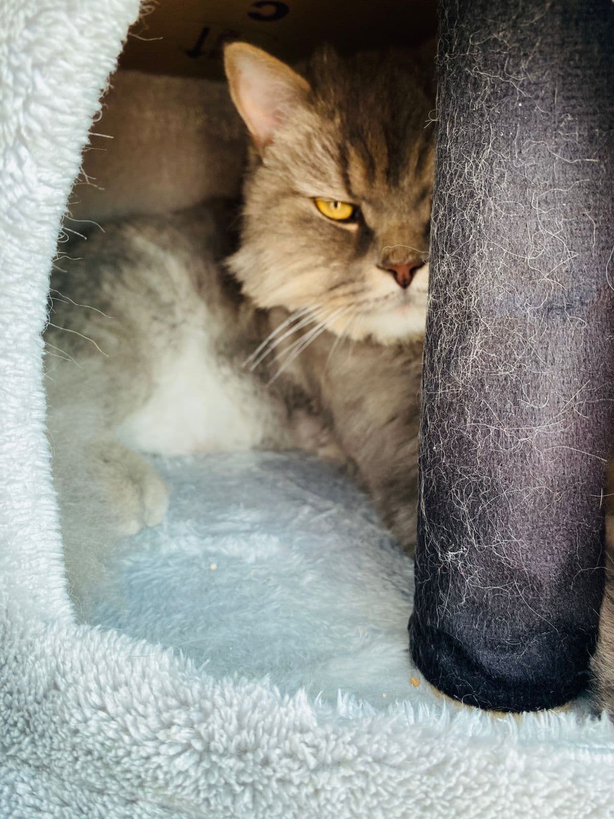 Benji & Daffy (Cats) at Sitting