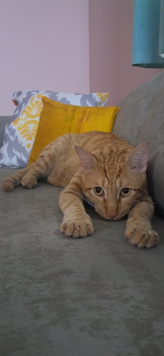 Aakarsha's home photo 5