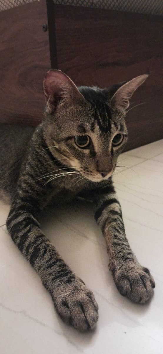 Aakarsha's home photo 6