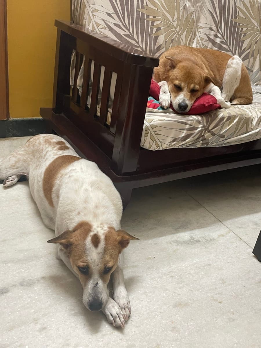 Bindiya's profile photo