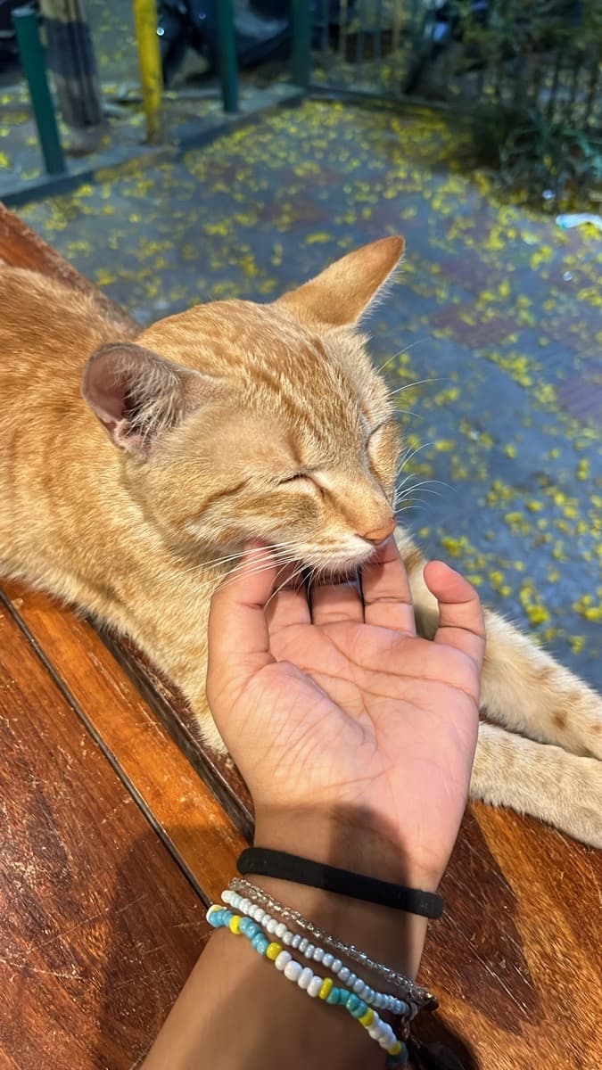 Saanchi's home photo 3