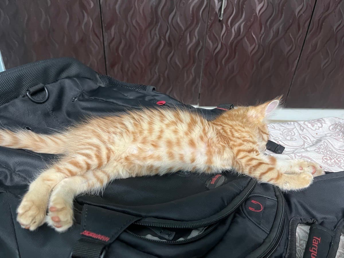 Abhilipsa's home photo 2