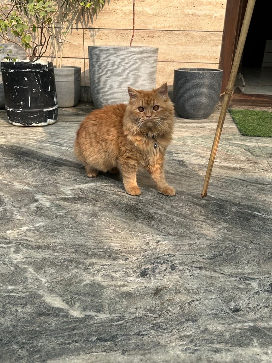 Deeksha's home photo 7