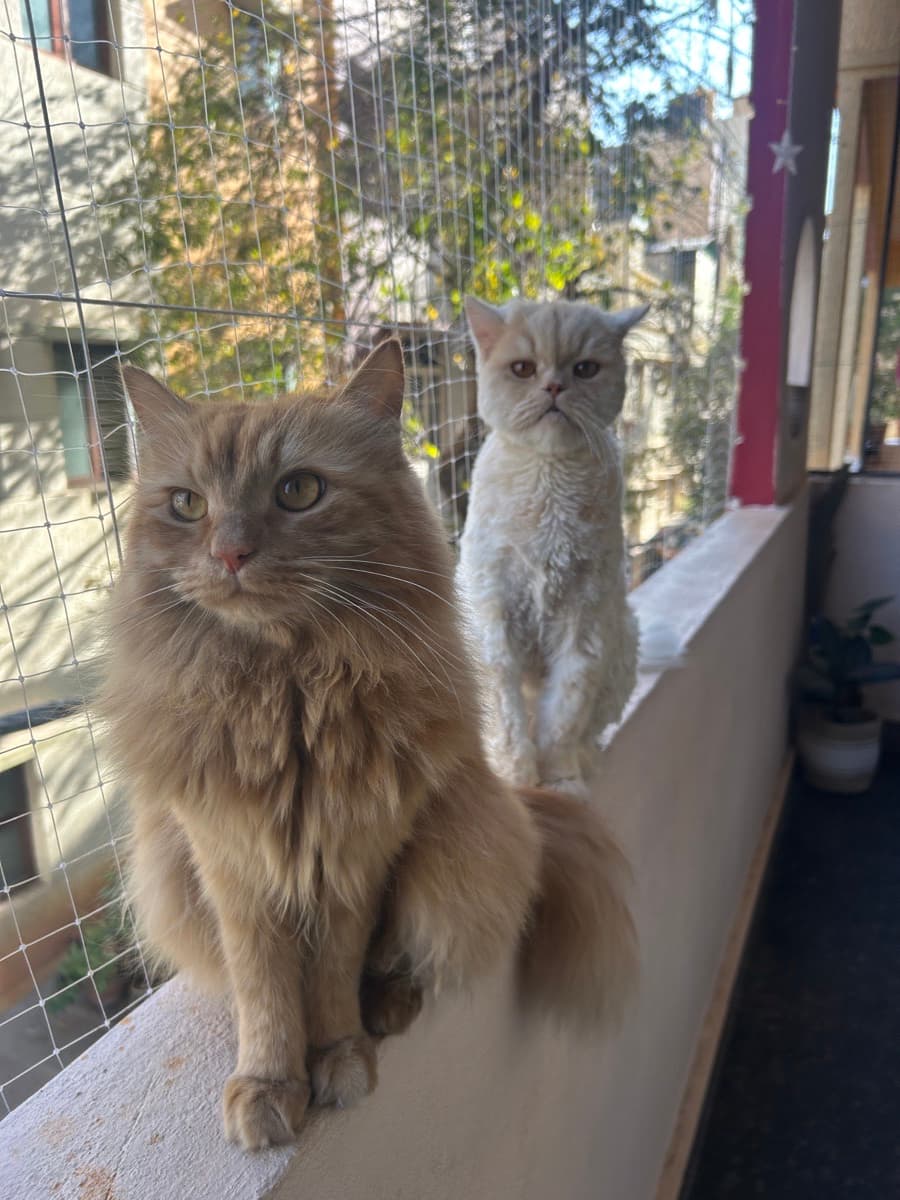 Tahmina's profile photo