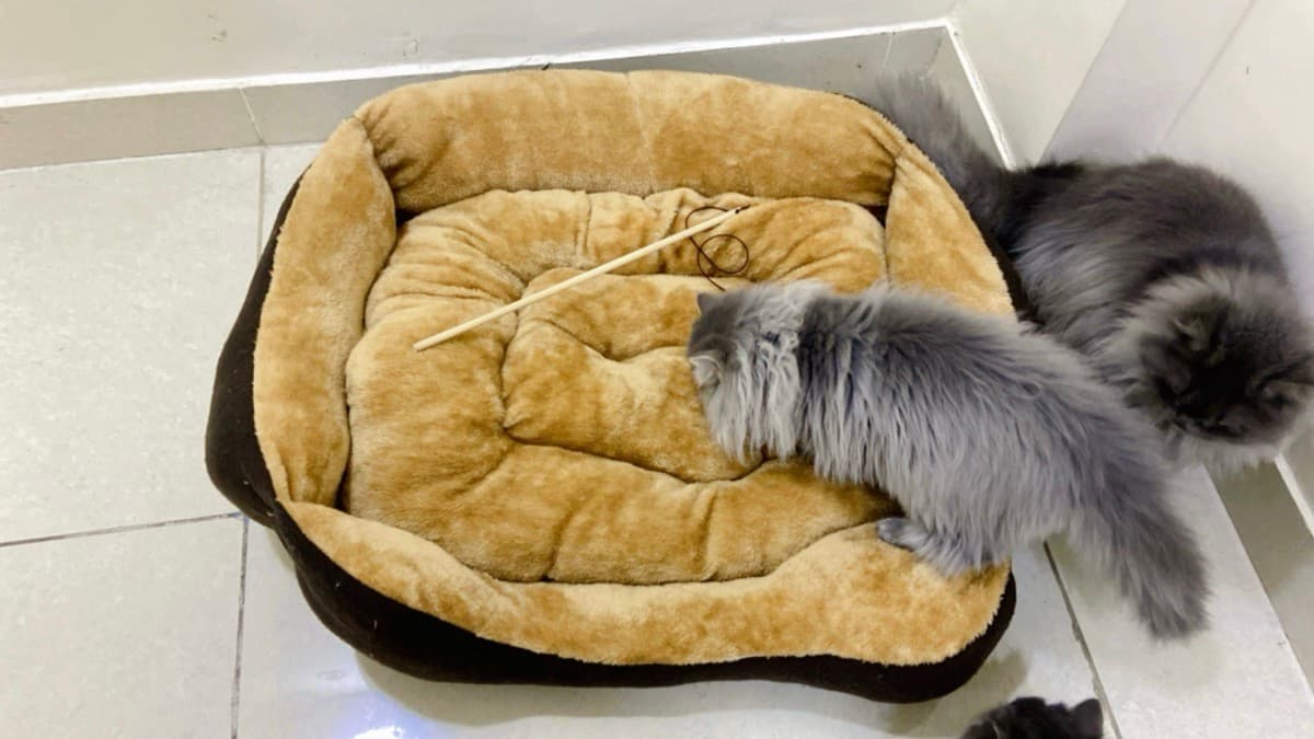 Tabiya's home photo 2