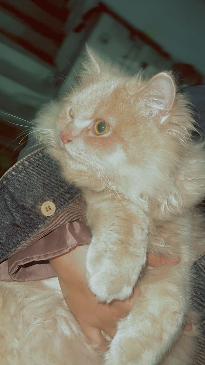 Vidushi's home photo 4