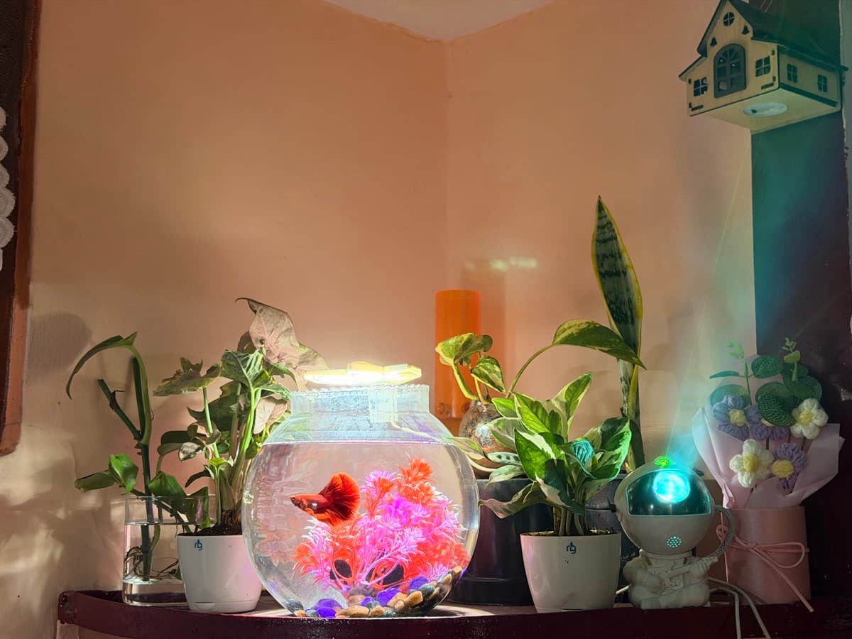 Kriti's home photo 3