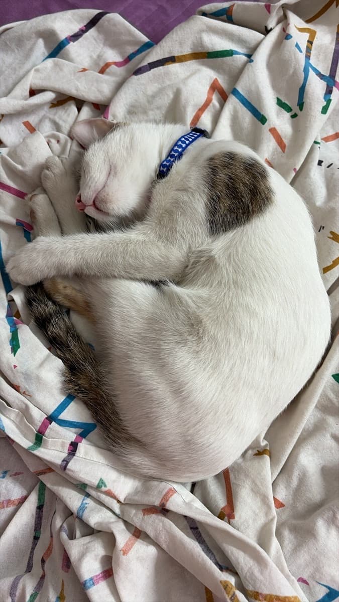 Pranjali's home photo 6