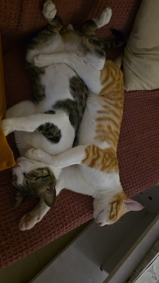 Rishita's home photo 4