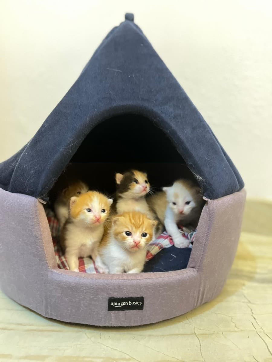 Ajnas's home photo 3