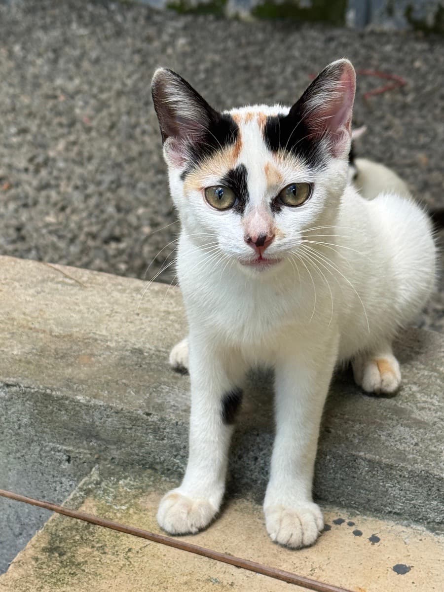 Ajnas's home photo 6