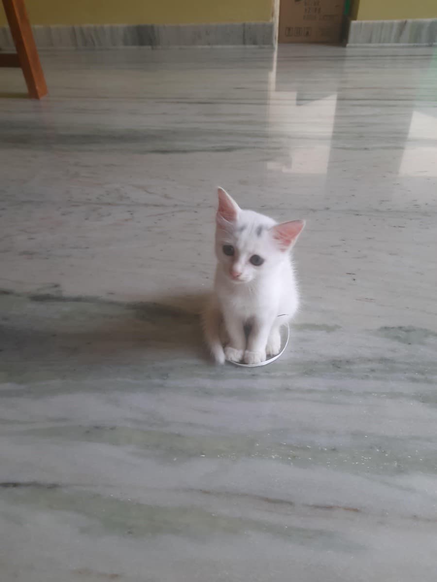 Ajnas's home photo 5