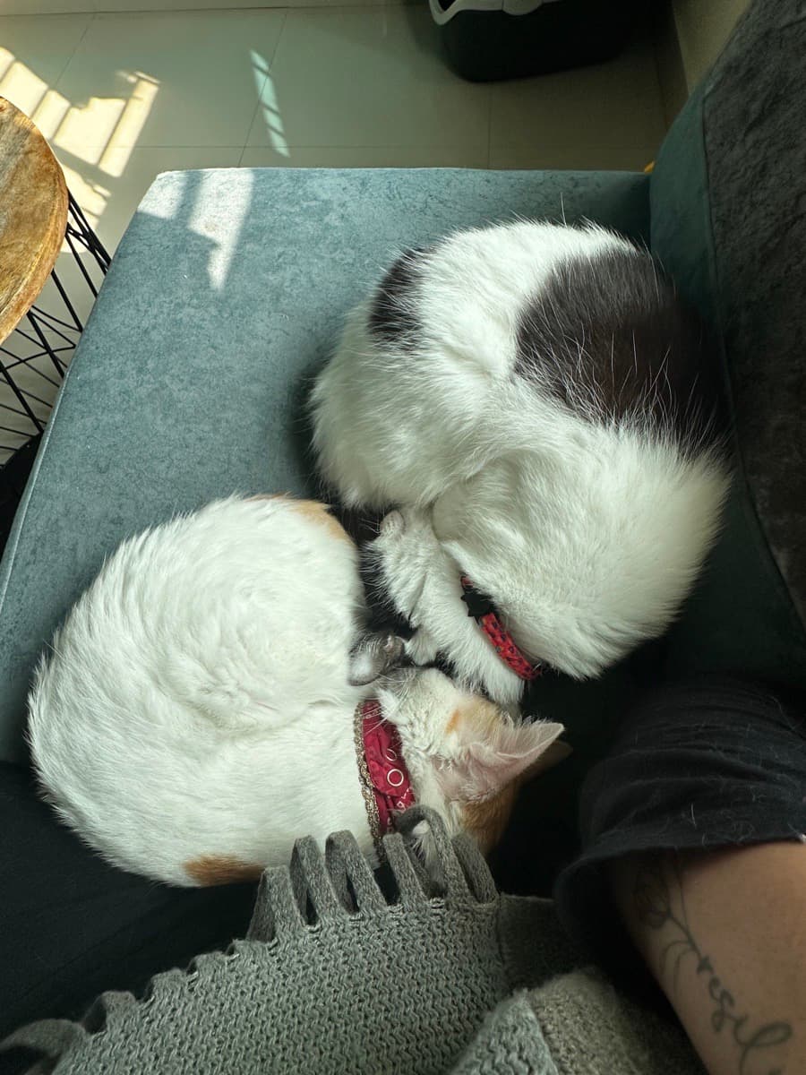 ANKITA's home photo 3