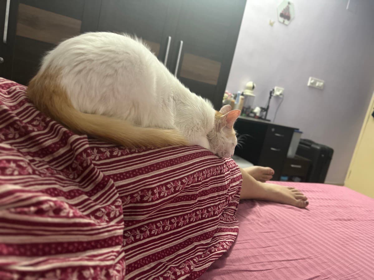 ANKITA's home photo 1