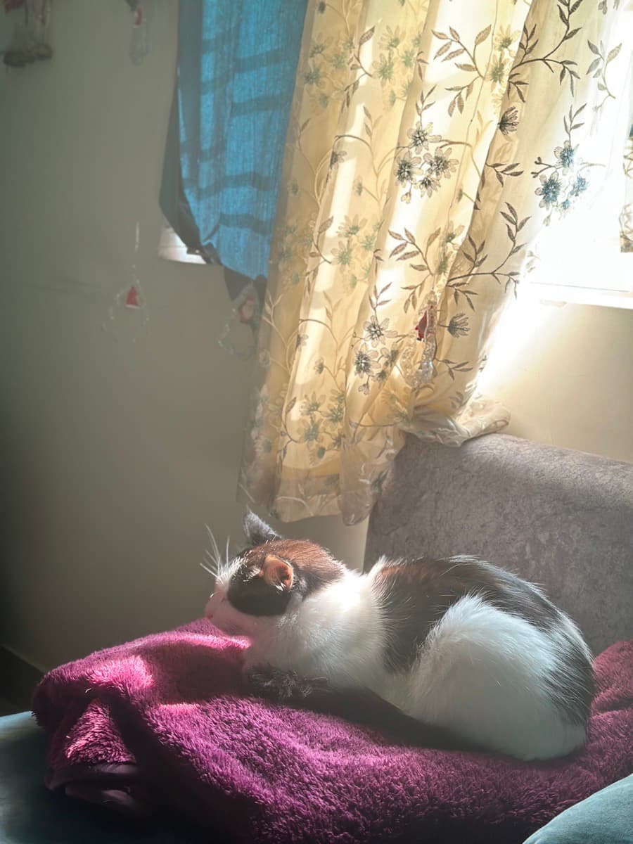 ANKITA's home photo 4