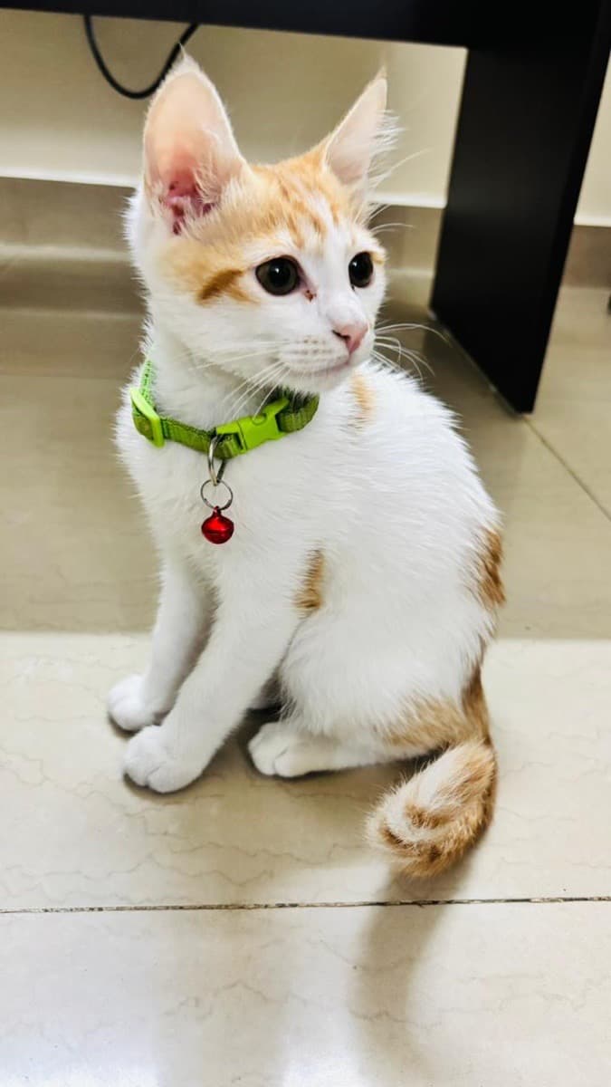 Ankit's home photo 3