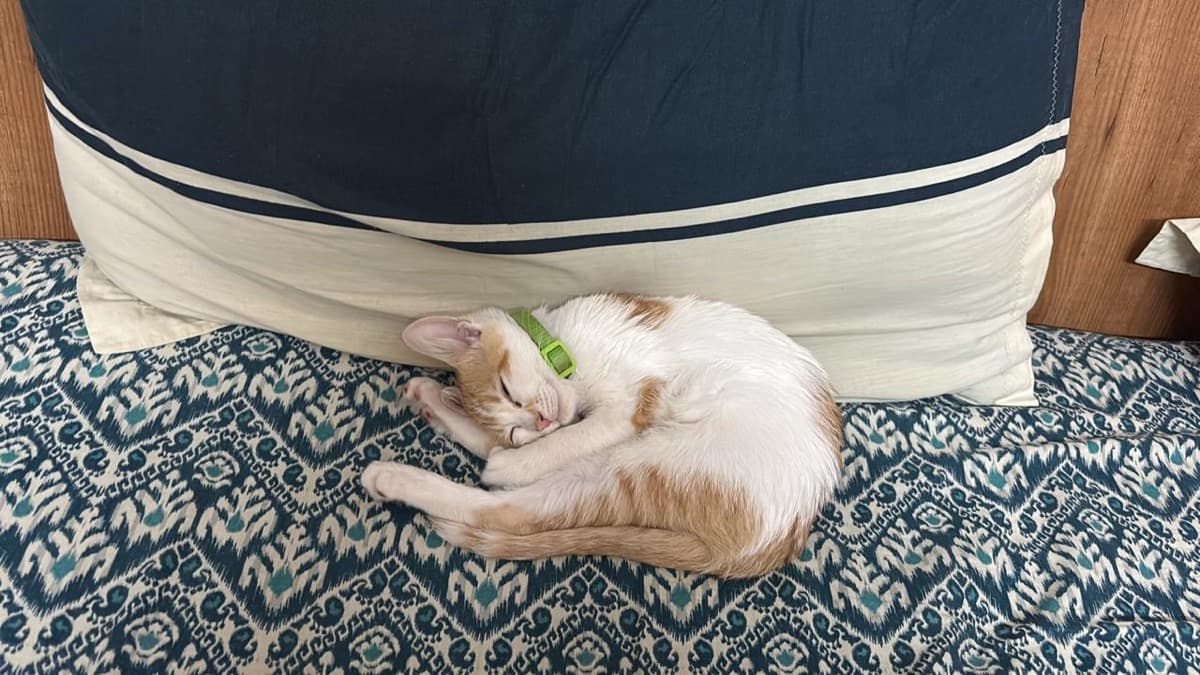 Ankit's home photo 6