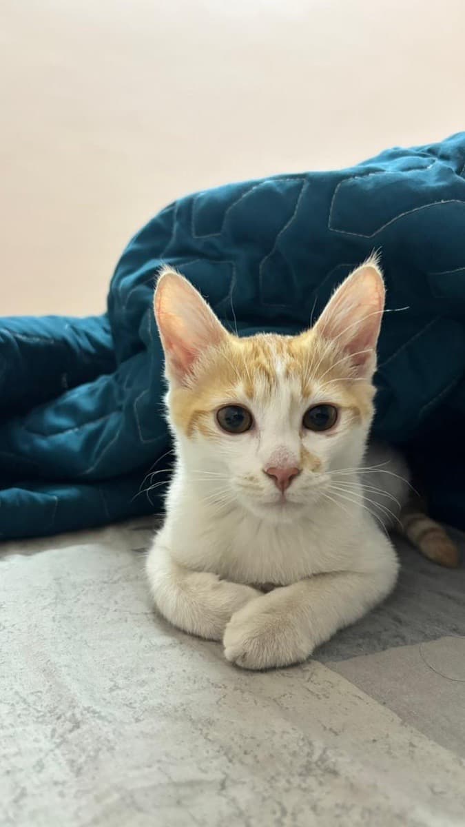 Ankit's home photo 7