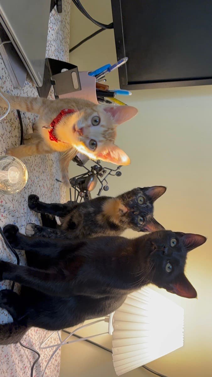 Naguru's home photo 6