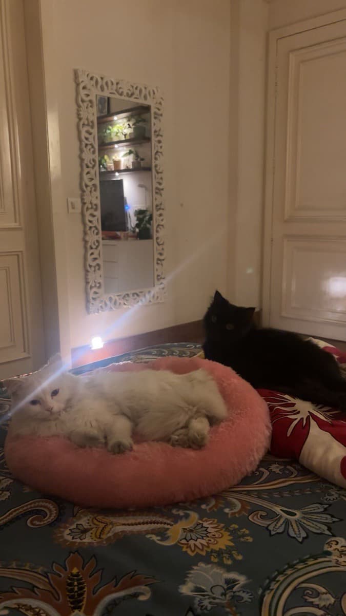 Tanvi's home photo 9