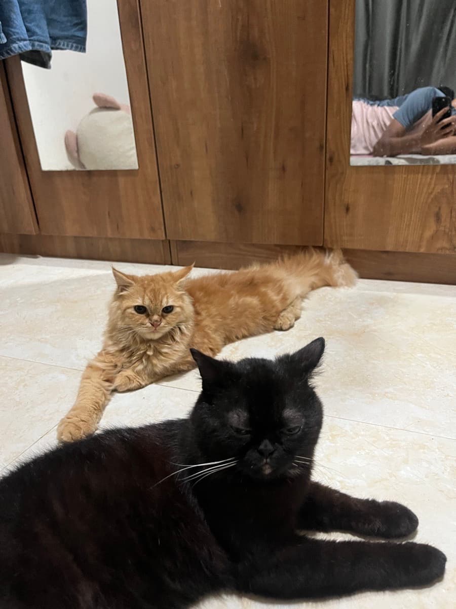 Sebastian's home photo 7