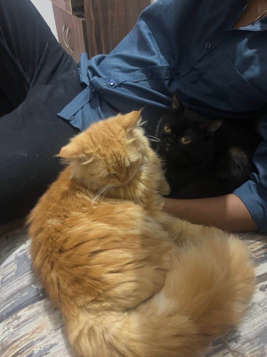 Sebastian's home photo 6