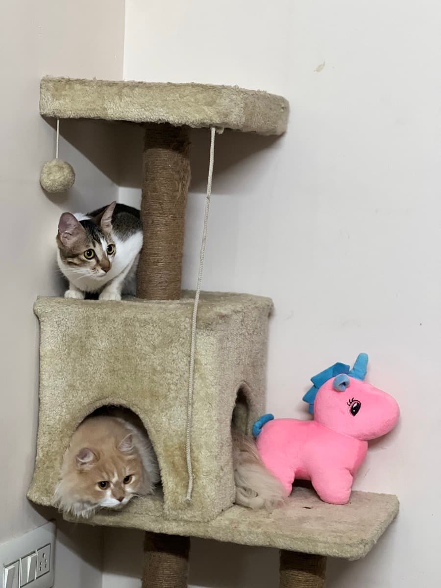 Shreya's home photo 3