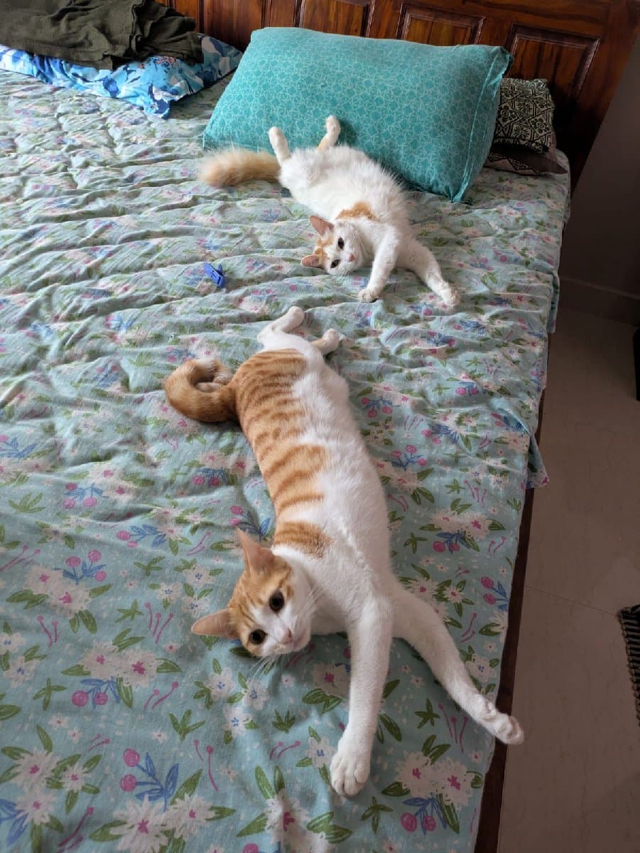 Reshma's home photo 4