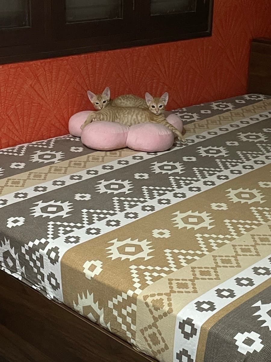 Fattin's home photo 2