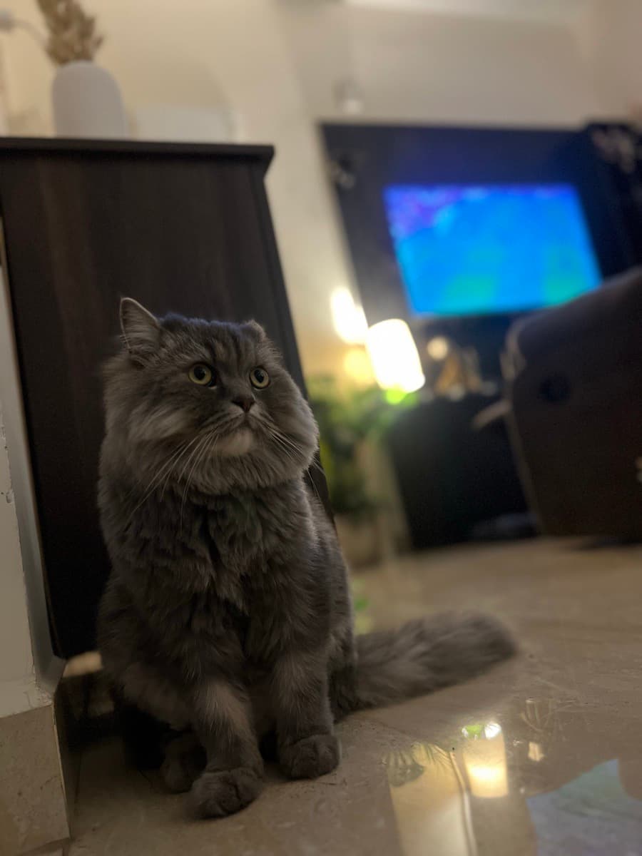 Aabha's home photo 4