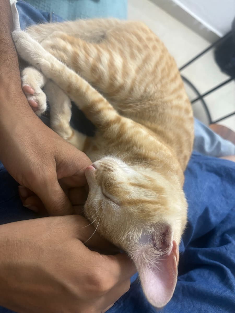 Sriraksha's profile photo