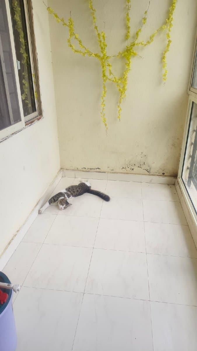 Mohar's home photo 1