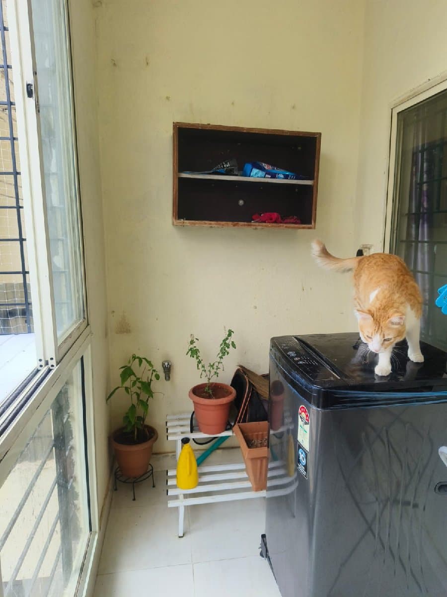 Mohar's home photo 2