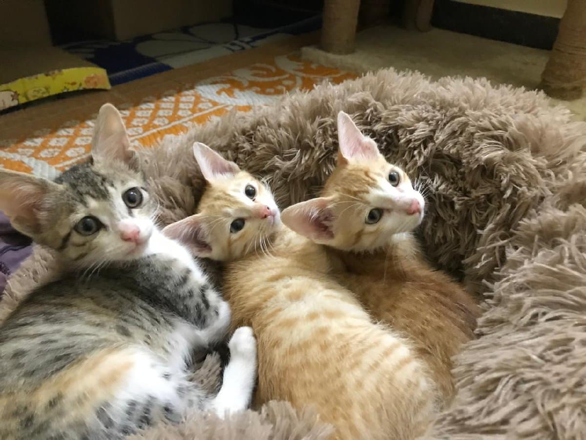 Debdulal's home photo 4