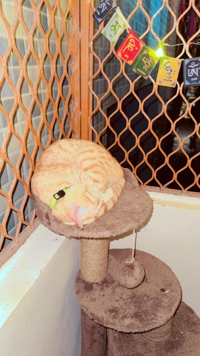 Khushi's home photo 1