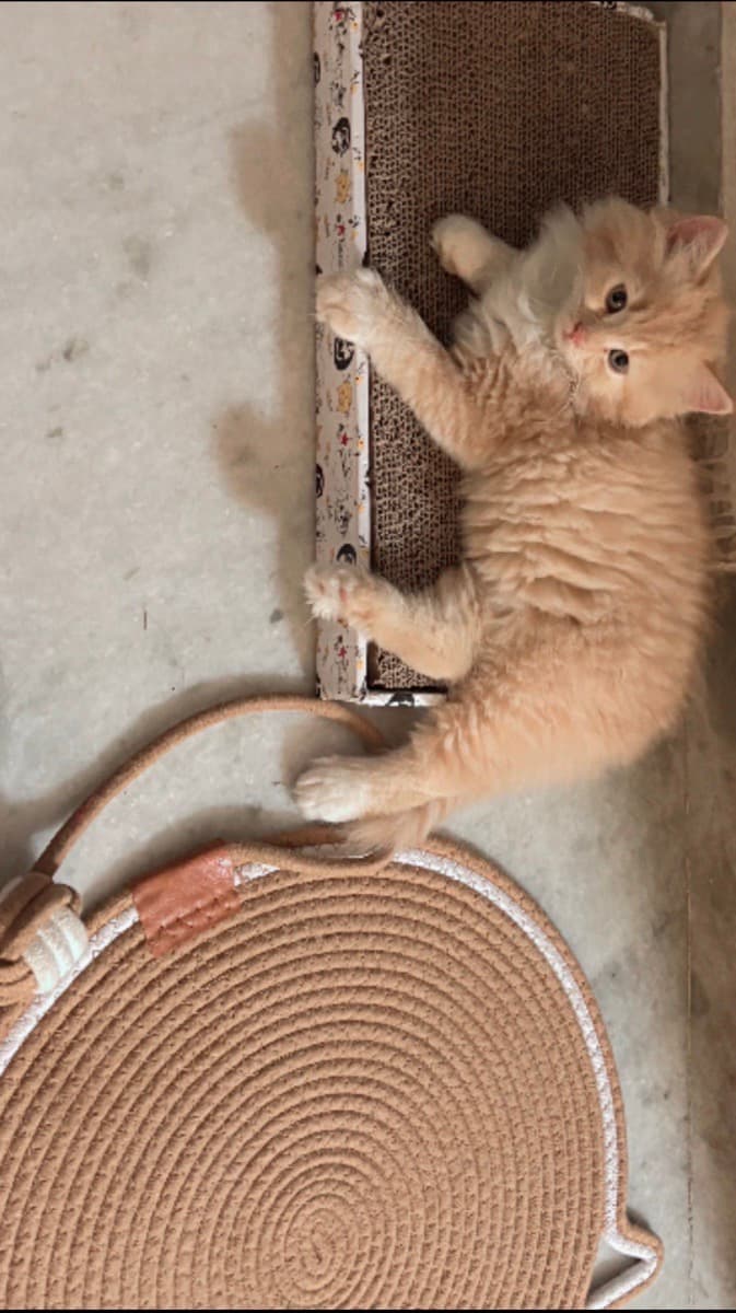 Khushi's home photo 4