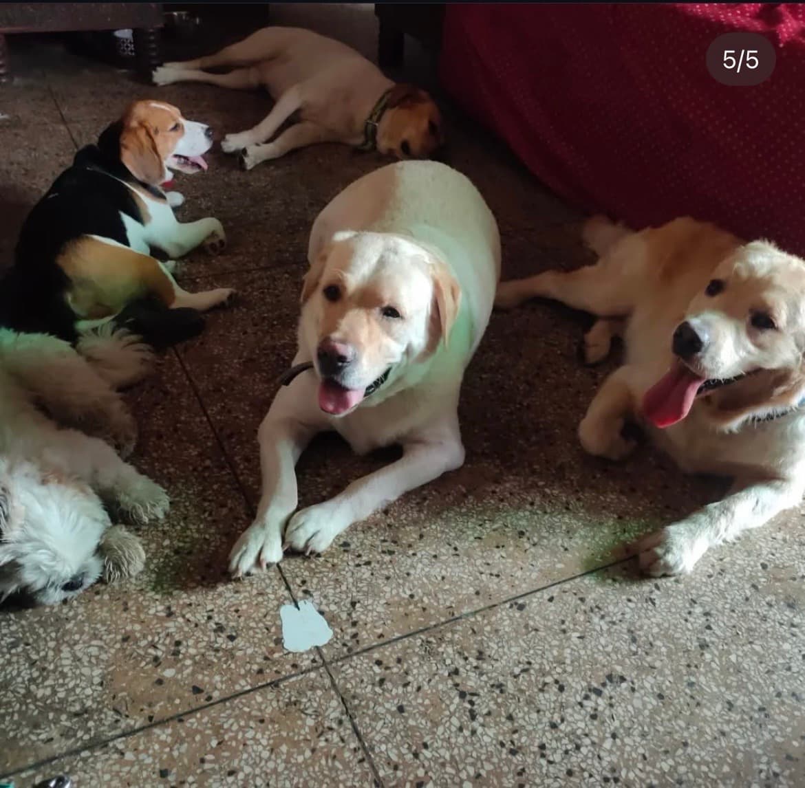 Sadgi's home photo 5